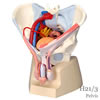 男性骨盤、内臓・骨盤底筋付7分解モデル