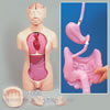 人体解剖モデル 脳・男女生殖器・胎児付