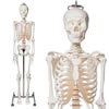 全身骨格模型、日本人骨格複製タイプ