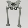 X線ファントム骨盤（大腿骨左・右付）