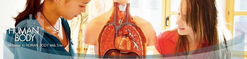 人体模型・医学模型・医療シミュレータ・人体ダミー販売 ヒューマンボディ