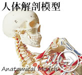人体解剖模型