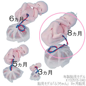 KY32515-040 胎児モデル「ふうちゃん」　30週胎児