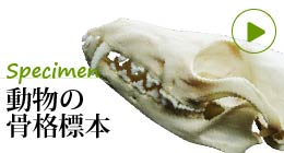 動物骨格標本