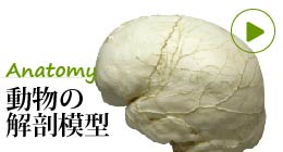 動物解剖模型