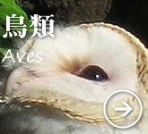 鳥類
