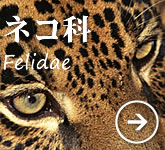 ネコ科の動物