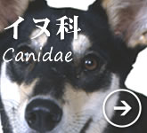 イヌ科の動物