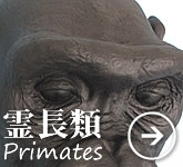 霊長類
