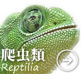 爬虫類