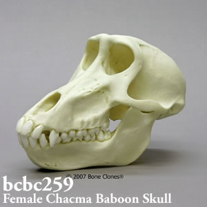 BCBC259 チャクマヒヒ頭蓋骨模型（メス） Bone Clones ボーンクローン