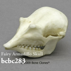 bcbc283 ヒメアルマジロ頭蓋骨模型 Bone Clones ボーンクローン