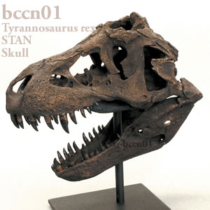 ティラノサウルス STAN 頭蓋骨レプリカ（9分の1スケール）・スタンド付 BCCN01 Tyrannosaurus rex Bone Clones ボーンクローン