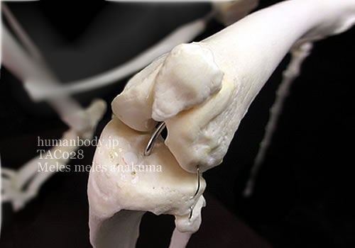 ニホンアナグマの骨格、膝蓋骨を確認できる